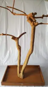 Java wood tree, Java wood tree play stand, Java wood tree for sale, Java wood tree stand, Java wood tree for parots, Parrot stand wood, Java wood parrot play stand, Bird play stand, Bird perch, Java wood perch, Java wood perches, Java wood branches, Java wood bird perches, Java wood bird stand, Java wood parrot stand, coffee tree