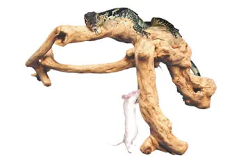 reptile branches, reptile climbing branches, reptile wood branches, large reptile branches, reptile cages, bearded dragon cage, terrarium supplies, chameleon cage, exo terra tank, snake cages, reptile tank, vivarium branches, reptile terrarium, bearded dragon vivarium, bearded dragon tank, reptile branches for sale, climbing branches for snakes, exo terra terrarium, reptile branches and logs, reptile incubator, terrarium, reptile carpet, snake terrarium, chameleon for sale, snake vivarium, bearded dragon enclosure, large terrarium, reptile heating pad, reptile vines branches, vivarium for sale, snake habitat, fake tree branches, reptile habitat, snake branch, terrarium exo terra, chameleon vivarium, exo terra, exo terra glass terrarium, reptile heat tape, reptile cages for sale, reptile accessories, terrarium branches, custom reptile cages, branches for reptile cages, reptile log, terrarium background, reptile logs branches, reptile wood, large reptile terrarium, reptile basking branches, reptile hides, reptile climbing logs, fake branches, lizard climbing branches, exo terra branch, bearded dragon, iguana terrarium, terrarium decor, reptile tree, grape wood for reptiles, reptile habitat decor, iguana tank, snake tank decor, reptile climbing vines, reptile supplies online, reptile feeders, reptile supplies uk, snake setup, reptile rock, wholesale reptile supplies, reptile cage decor, snake habitat decor, iguana branches, climbing branches for bearded dragons, reptile driftwood, java wood branches, lizard tank accessories, reptile cave, reptile climbing decor, reptile equipment, snake terrarium decor, chameleon branches, reptile terrarium decor, lizard habitat decor, reptile tank decor, bearded dragon branch, lizard tank decorations, reptile habitat background, vivarium logs, snake cage decor, reptile mulch, reptile climbing tree, terrarium reptile habitat, gecko tank decor, snake enclosure plans, lizard cage decor, reptile wood decor, chameleon vine, branch and vine, gecko habitat decor, reptile habitat accessories, how to treat tree branches for indoor use, live plants for reptiles, reptile climbing sticks, wooden reptile terrarium, bulk reptile supplies, wood reptile cage, snake vivarium decoration, reptile log hide, wood for vivarium, large reptile logs, safe wood for reptiles, gecko terrarium decor, bearded dragon wood logs, reptile perch, terrarium logs, rainforest vivarium, snake cage designs, lizard terrarium decor, small reptile habitat, reptile vines for sale, wooden reptile enclosure, branch snake, reptile tank ornaments, wooden snake tank, snake tank decoration ideas, snake on branch, reptile habitat tank, wooden reptile tank, diy reptile decor, exo terra decor, desert reptile habitat, diy reptile background, safe wood for reptile enclosure, reptile wood in aquarium, reptile pet supplies, reptile desert background, reptile tree hide, baking driftwood for reptiles, snake logs, baking wood for reptiles, safe wood for bearded dragons, bearded dragon wood, how to sterilize wood for reptiles, repti tree, how to disinfect wood for reptiles, how to sterilize branches for reptiles