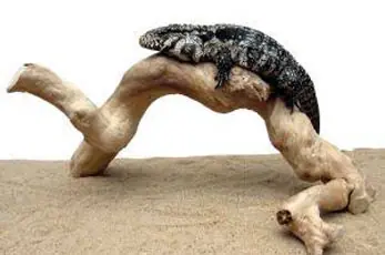 reptile branches, reptile climbing branches, reptile wood branches, large reptile branches, reptile cages, bearded dragon cage, terrarium supplies, chameleon cage, exo terra tank, snake cages, reptile tank, vivarium branches, reptile terrarium, bearded dragon vivarium, bearded dragon tank, reptile branches for sale, climbing branches for snakes, exo terra terrarium, reptile branches and logs, reptile incubator, terrarium, reptile carpet, snake terrarium, chameleon for sale, snake vivarium, bearded dragon enclosure, large terrarium, reptile heating pad, reptile vines branches, vivarium for sale, snake habitat, fake tree branches, reptile habitat, snake branch, terrarium exo terra, chameleon vivarium, exo terra, exo terra glass terrarium, reptile heat tape, reptile cages for sale, reptile accessories, terrarium branches, custom reptile cages, branches for reptile cages, reptile log, terrarium background, reptile logs branches, reptile wood, large reptile terrarium, reptile basking branches, reptile hides, reptile climbing logs, fake branches, lizard climbing branches, exo terra branch, bearded dragon, iguana terrarium, terrarium decor, reptile tree, grape wood for reptiles, reptile habitat decor, iguana tank, snake tank decor, reptile climbing vines, reptile supplies online, reptile feeders, reptile supplies uk, snake setup, reptile rock, wholesale reptile supplies, reptile cage decor, snake habitat decor, iguana branches, climbing branches for bearded dragons, reptile driftwood, java wood branches, lizard tank accessories, reptile cave, reptile climbing decor, reptile equipment, snake terrarium decor, chameleon branches, reptile terrarium decor, lizard habitat decor, reptile tank decor, bearded dragon branch, lizard tank decorations, reptile habitat background, vivarium logs, snake cage decor, reptile mulch, reptile climbing tree, terrarium reptile habitat, gecko tank decor, snake enclosure plans, lizard cage decor, reptile wood decor, chameleon vine, branch and vine, gecko habitat decor, reptile habitat accessories, how to treat tree branches for indoor use, live plants for reptiles, reptile climbing sticks, wooden reptile terrarium, bulk reptile supplies, wood reptile cage, snake vivarium decoration, reptile log hide, wood for vivarium, large reptile logs, safe wood for reptiles, gecko terrarium decor, bearded dragon wood logs, reptile perch, terrarium logs, rainforest vivarium, snake cage designs, lizard terrarium decor, small reptile habitat, reptile vines for sale, wooden reptile enclosure, branch snake, reptile tank ornaments, wooden snake tank, snake tank decoration ideas, snake on branch, reptile habitat tank, wooden reptile tank, diy reptile decor, exo terra decor, desert reptile habitat, diy reptile background, safe wood for reptile enclosure, reptile wood in aquarium, reptile pet supplies, reptile desert background, reptile tree hide, baking driftwood for reptiles, snake logs, baking wood for reptiles, safe wood for bearded dragons, bearded dragon wood, how to sterilize wood for reptiles, repti tree, how to disinfect wood for reptiles, how to sterilize branches for reptiles