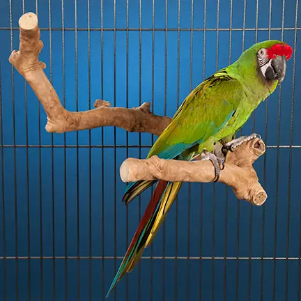 Java wood tree, Java wood tree play stand, Java wood tree for sale, Java wood tree stand, Java wood tree for parots, Parrot stand wood, Java wood parrot play stand, Bird play stand, Bird perch, Java wood perch, Java wood perches, Java wood branches, Java wood bird perches, Java wood bird stand, Java wood parrot stand, coffee tree