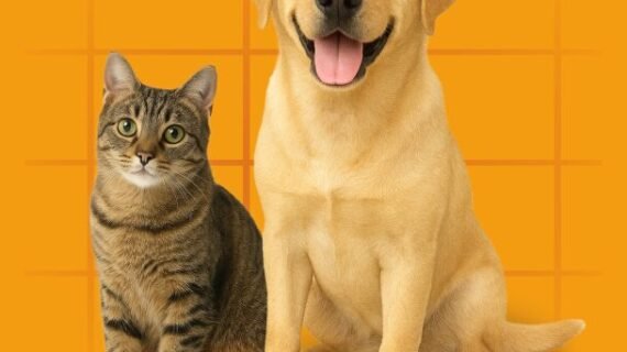 Dog & Cat Products – Natural Chews and Accessories for Healthy Pets
