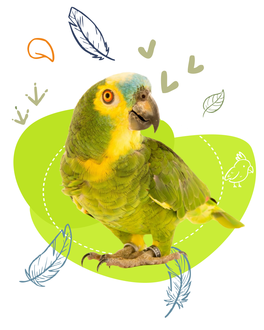 bird products
