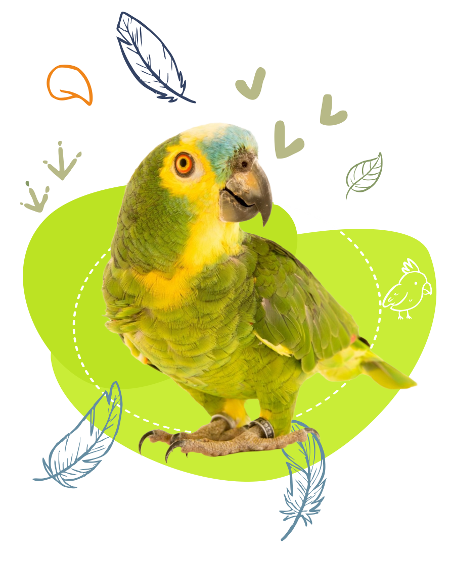 bird products