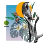 Bird Products – Natural Perches and Toys for Happy, Healthy Birds