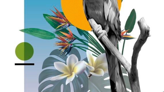 Bird Products – Natural Perches and Toys for Happy, Healthy Birds