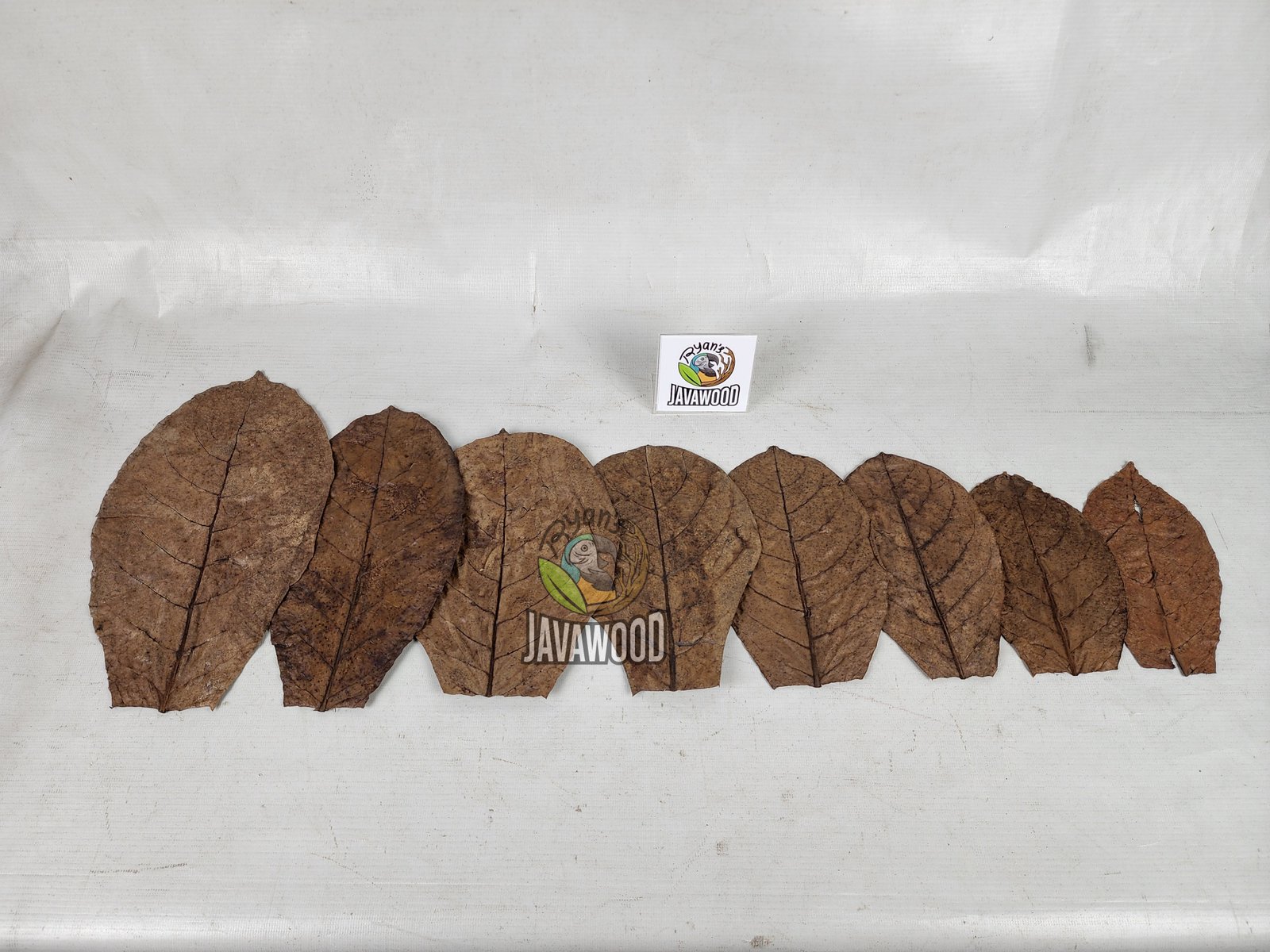 Catappa Leaves - Image 3