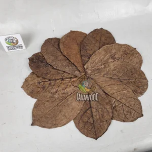 Catappa Leaves