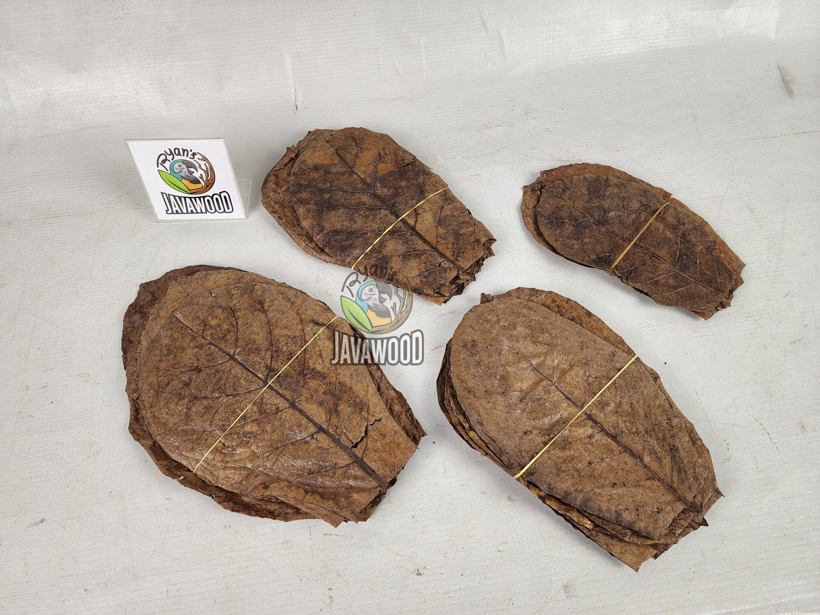 Catappa Leaves - Image 2