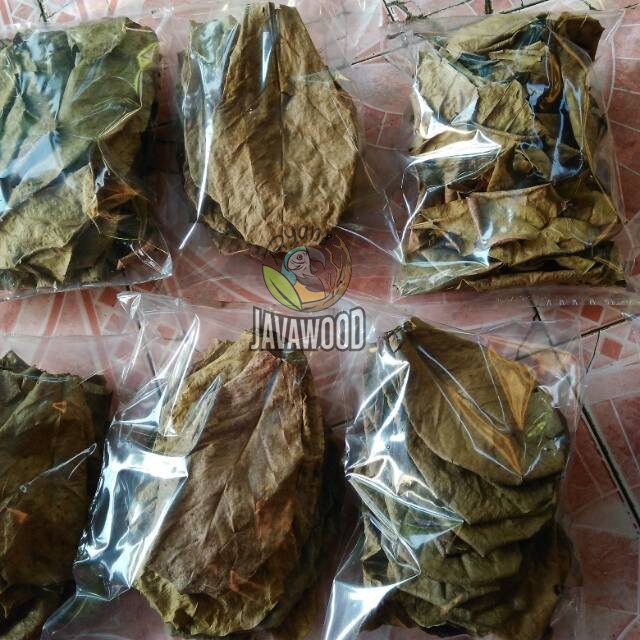 Catappa Leaves - Image 4