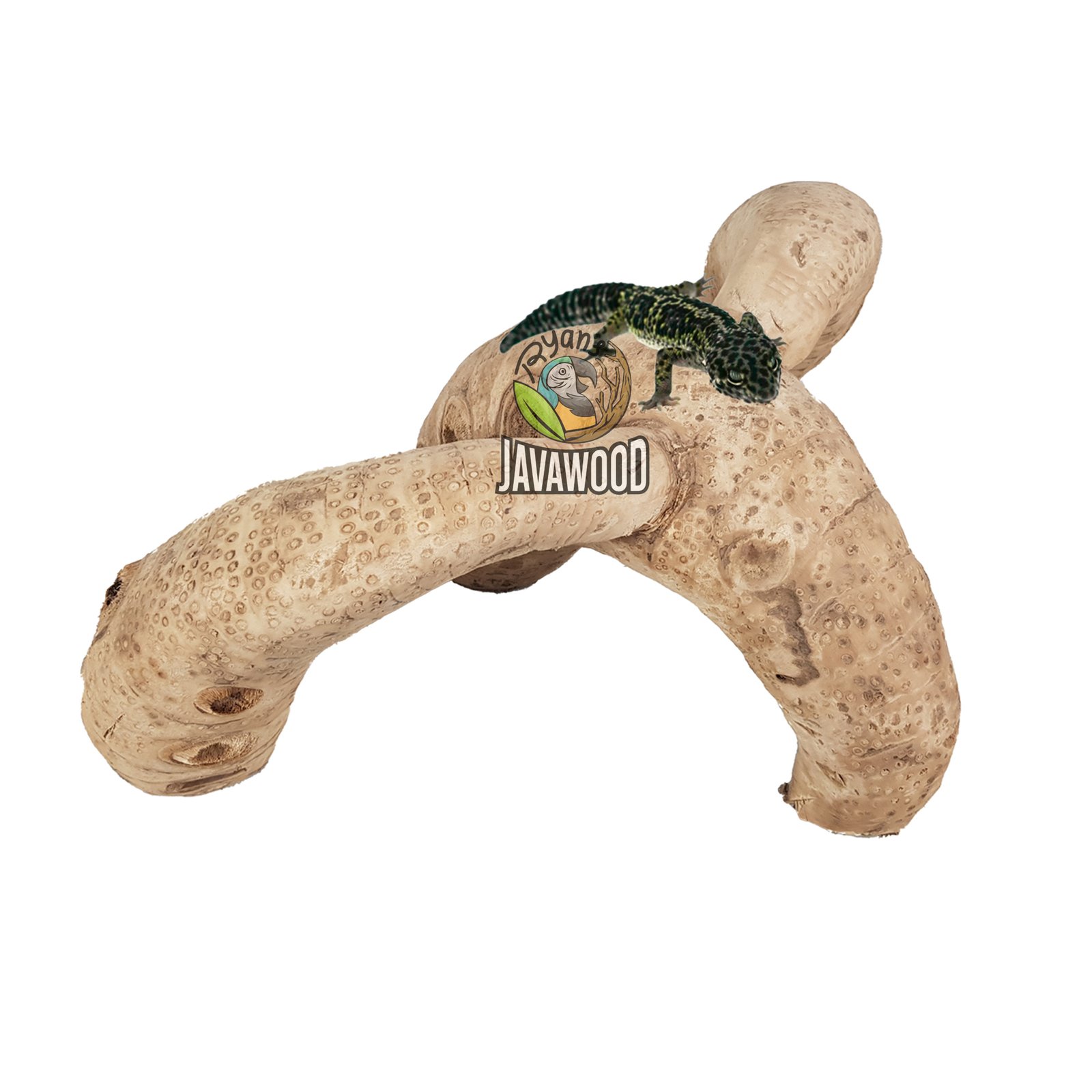 Bamboo Roots - Image 5