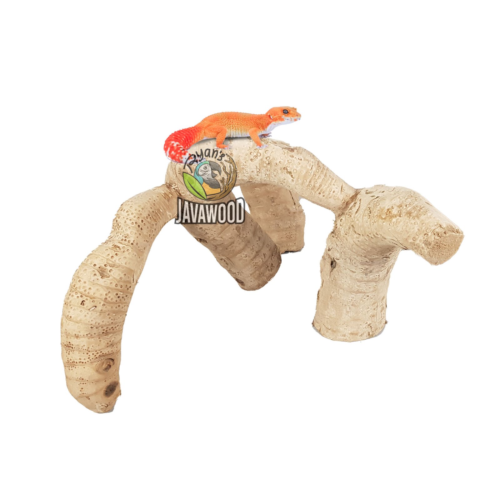 Bamboo Roots - Image 4