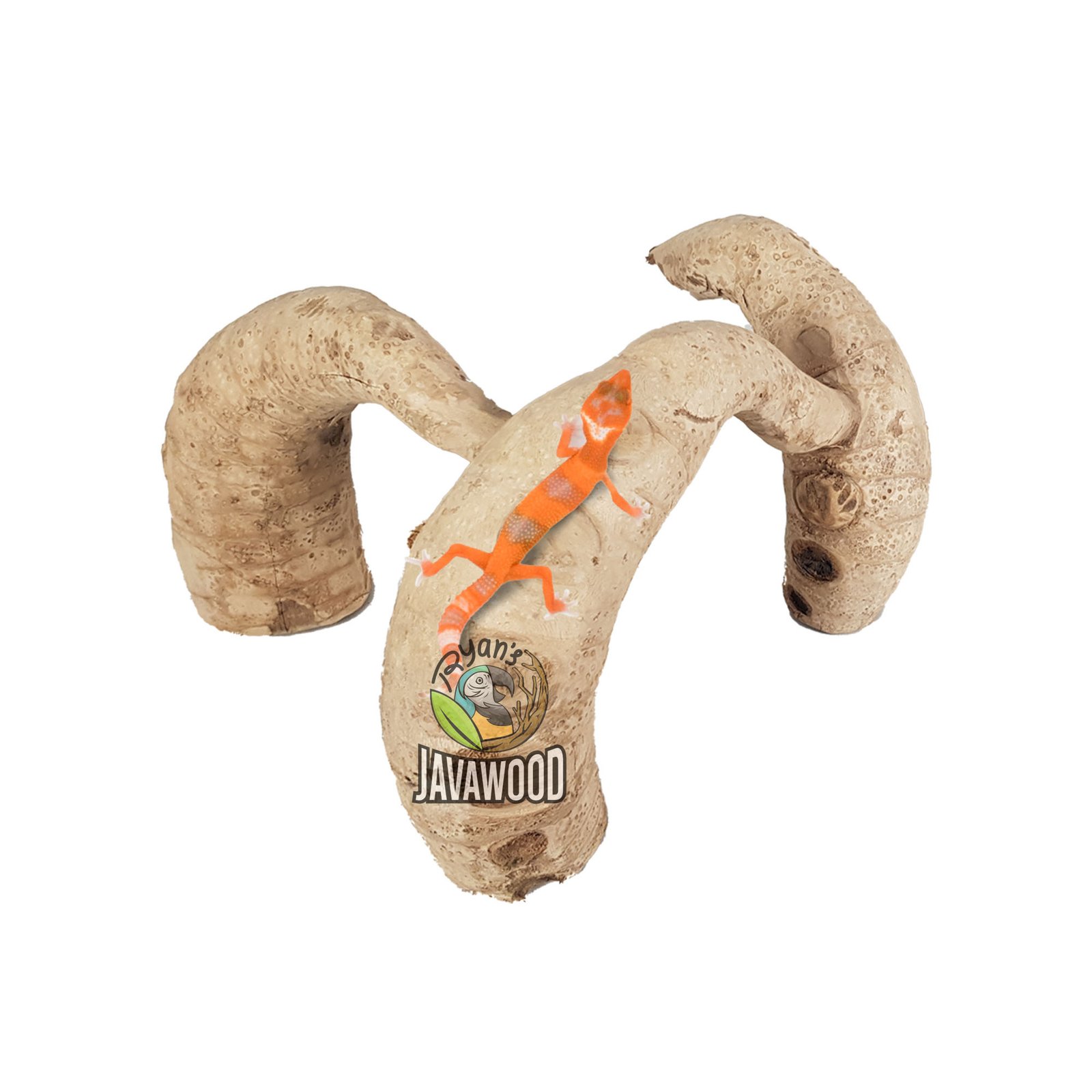 Bamboo Roots - Image 3