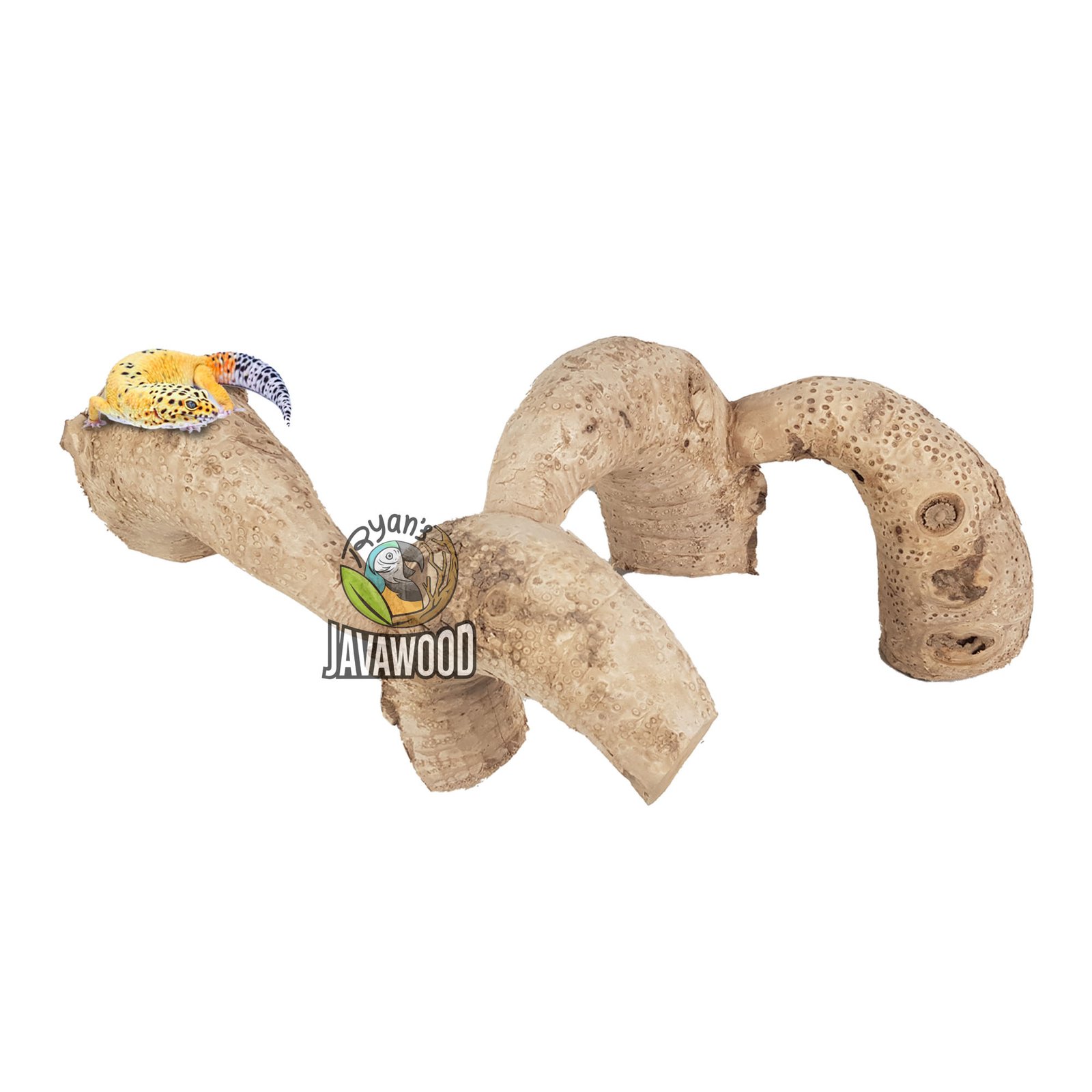 Bamboo Roots - Image 2