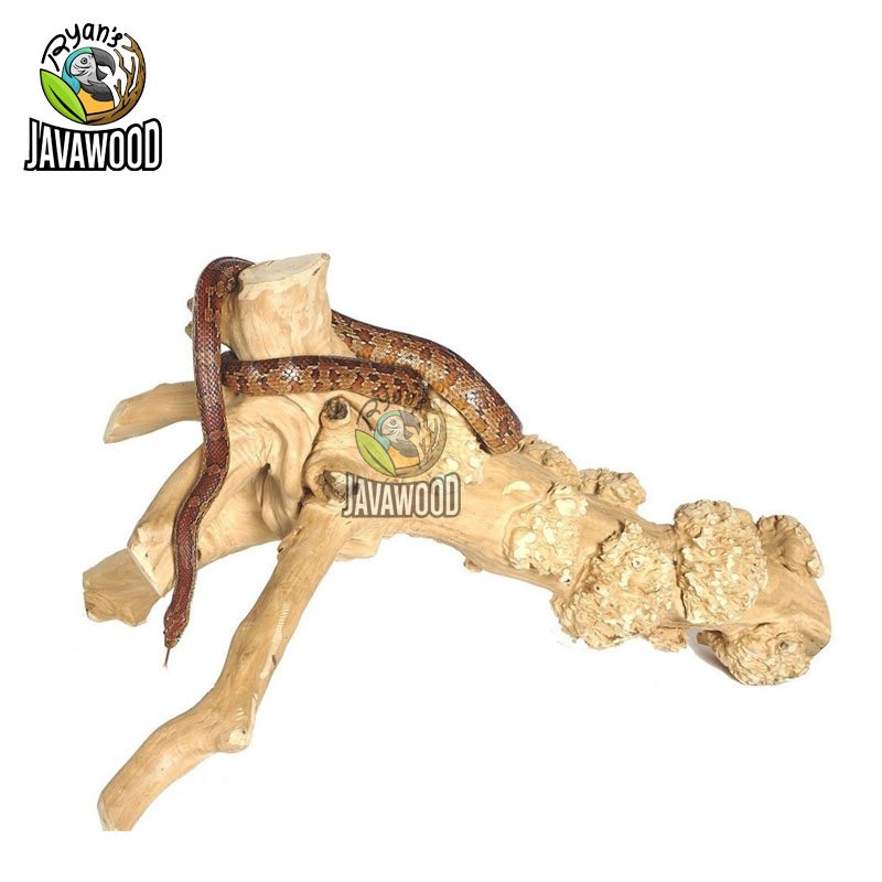 Javawood Reptile Branch - Image 2