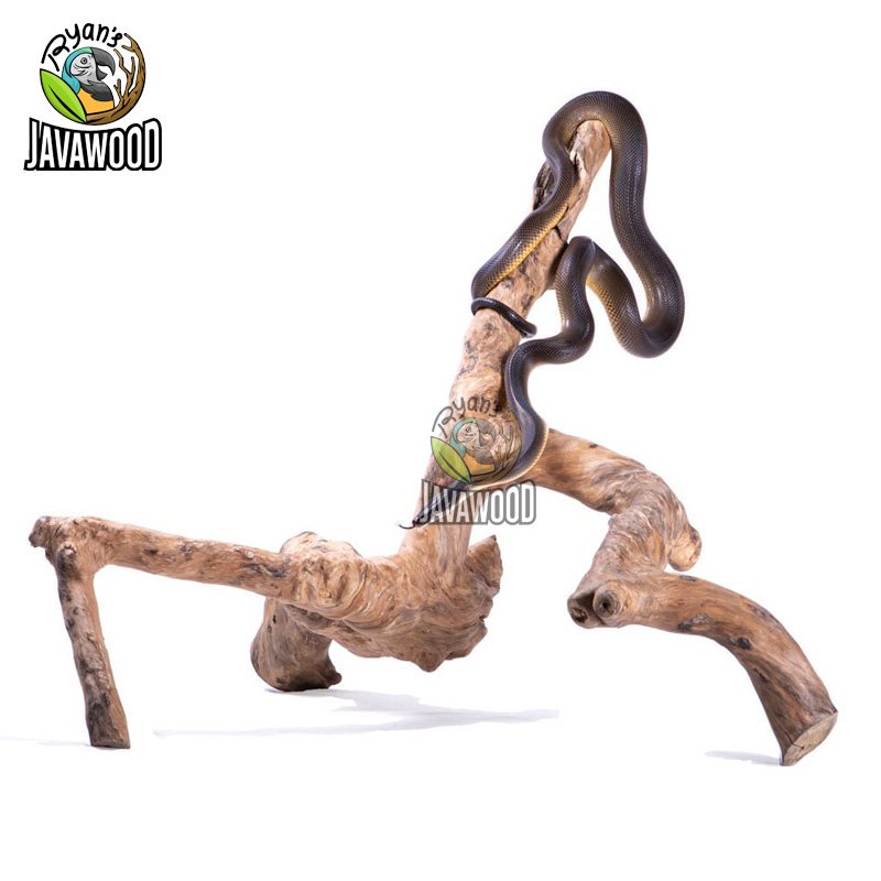 Javawood Reptile Branch - Image 5