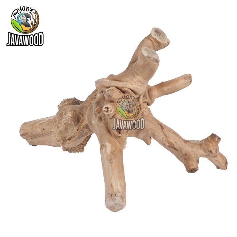 Javawood Reptile Branch - Image 3