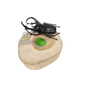 Wooden Jelly Cup Holder