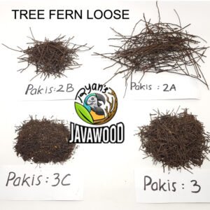 XAXIM Tree Fern Loose