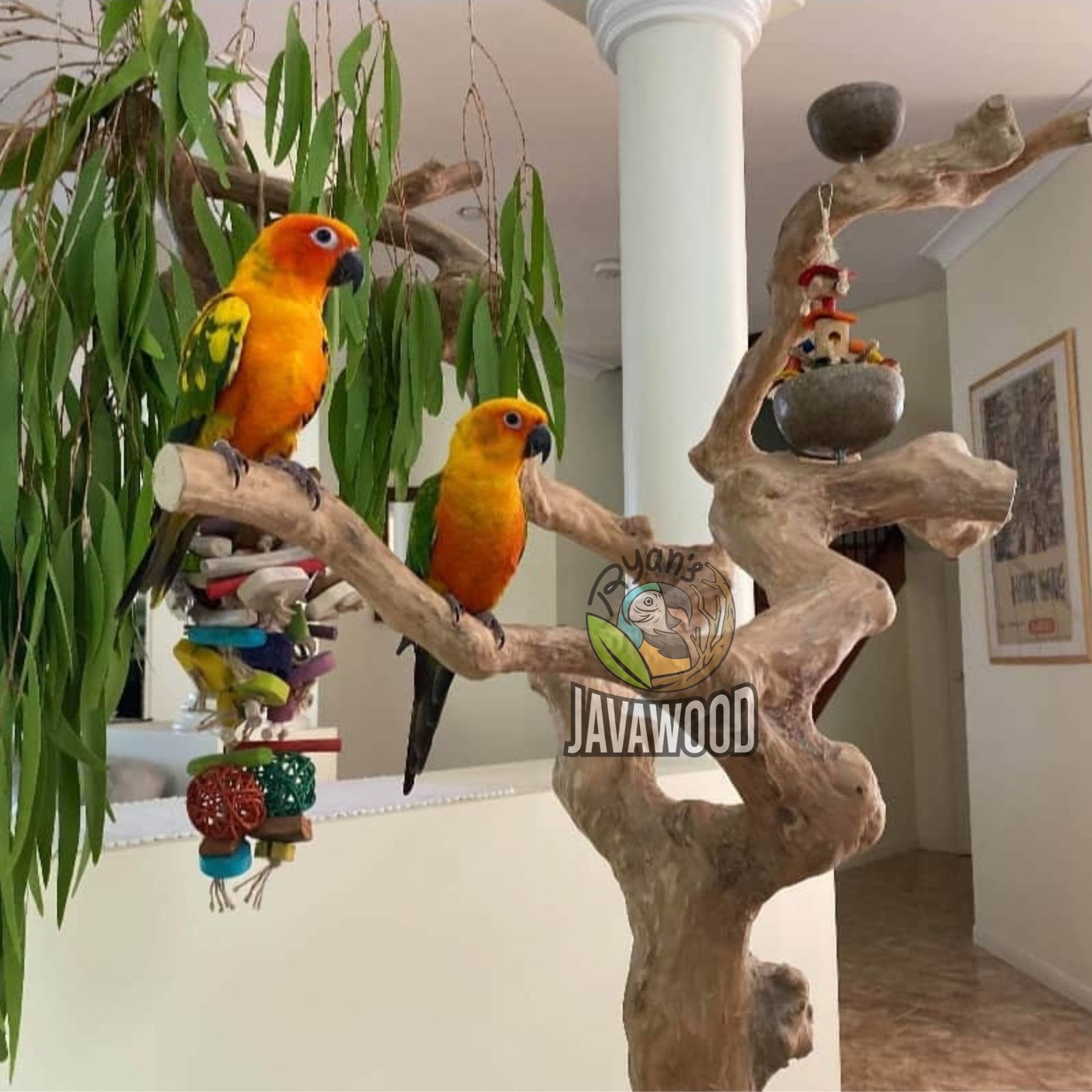 Premium Java Wood Playstand | Natural Coffee Wood Bird Stand