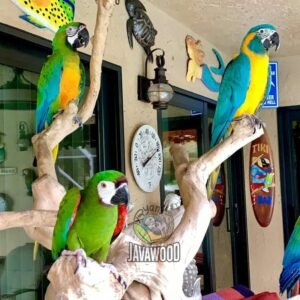 Premium Java Wood Playstand – Handcrafted Natural Coffee Wood Bird Stand