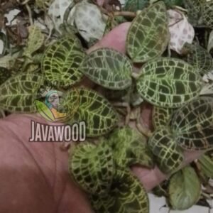 Jewel Orchid – Exotic Tropical Live Plant with Decorative Foliage