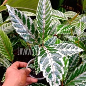 Leea zippeliana – Exotic Tropical Foliage Live Plant from Indonesia