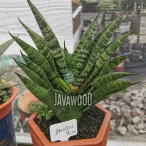 Sansevieria Plant – Hardy Tropical Indoor Live Plant