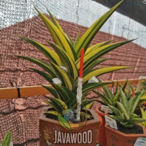 Sansevieria Gold Flame – Hybrid Snake Plant Live Plant