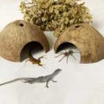 5 Top Reasons Every Small Pet Needs a Coconut Hut