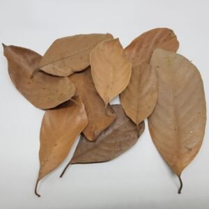 Premium Bio Active Leaf Natural Reptile Decor – 100% Organic Quality